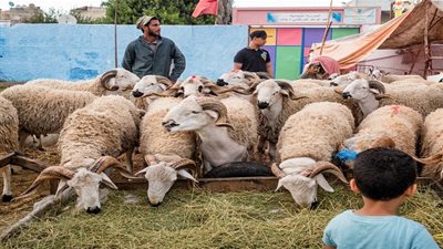 قبل الذبح| تعرف على دعاء ذبح الأضحية في العيد