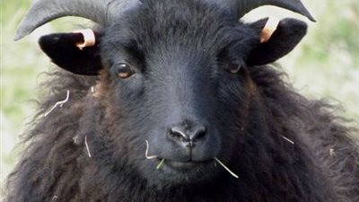 الأوقاف تبدأ تنفيذ المرحلة الأولى لمشروع صكوك الأضاحي