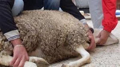 إصابة 30 جزارا بجروح قطعية بسبب 