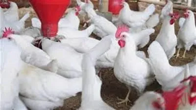 أسعار الدواجن اليوم الثلاثاء 13-8-2019