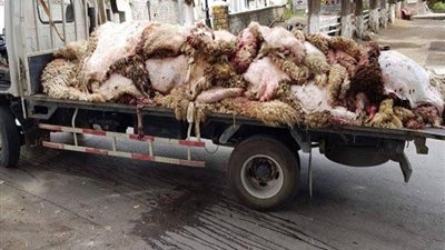 انتشار رائحة كريهة في مدينة بالمنوفية رابع أيام العيد