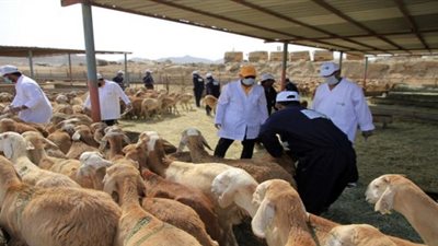 مالا تعرفه عن مشروع أضاحي بالسعودية (فيديو)