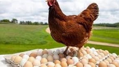 اتحاد منتجي الدواجن: 18% من تكلفة البيضة واللحوم البيضاء 