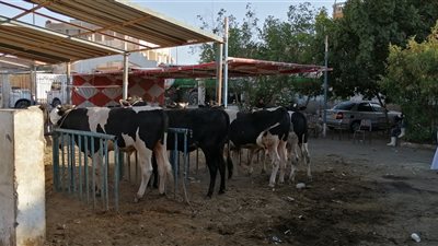 بيطري البحر الأحمر: ذبح 652 أضحية بالمجازر الحكومية خلال عيد الأضحى المبارك بالمجان (صور) 