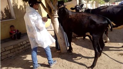 تحصين 120 ألف رأس ماشية ضد الحمى القلاعية والوادي المتصدع ببني سويف
