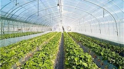 إبراهيم الدسوقي: مصر حققت الاكتفاء الذاتي من الخضروات