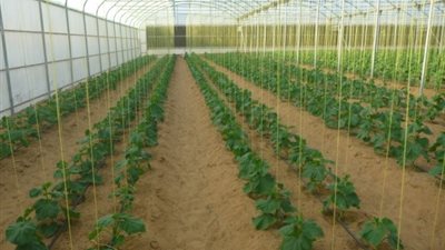 عميد زراعة عين شمس: مشروعات الصوب تكفي 21% من سكان مصر