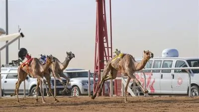 انطلاق مهرجان الهجن في نسخته الثانية لسن الحقايق 