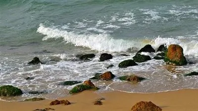 أول تعليق لمحافظة الإسكندرية على ظهور الديدان في شاطئ النخيل  