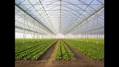 خبير زراعي: الصوب الزراعية تتيح تواجد الخضروات والفواكة طوال العام