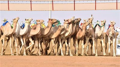 اختتام الأشواط التنشيطية لمهرجان ولي العهد للهجن