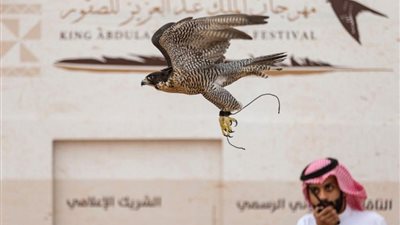 نادي الصقور يحدد موعد إقامة مهرجان الملك عبدالعزيز