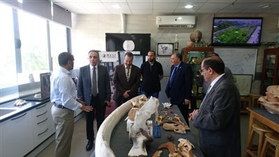 اكتشافات جديدة لمركز جامعة المنصورة للحفريات الفقارية بالصحراء الشرقية