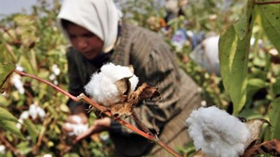وزيرا التجارة والزراعة يصدران قراراً مشتركاً بشأن نظام تداول القطن الزهر