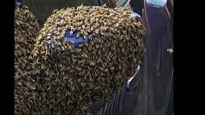 هجوم سرب نحل على مؤخرة شاب هندي 