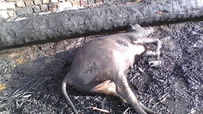 السيطرة على 3 حرائق بمنزلين وحظيرة مواشي في بني سويف