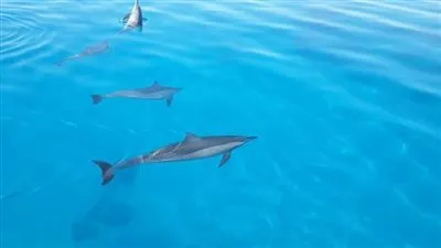 بعد فرض رسوم زيارة.. 