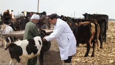 كل ما تريد معرفته عن الحمي القلاعية