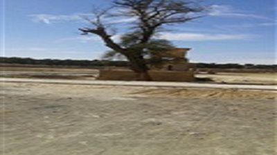 شجرة عمرها أكثر من 250 عامًا.. 