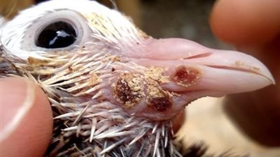 لمربي الحمام.. كل ما تريد معرفته عن 