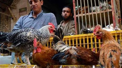 أسعار الدواجن في الأسواق اليوم السبت 31-8-2019