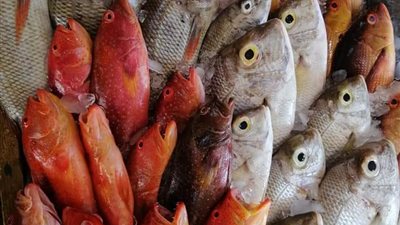 تعرف على أشهر أسماك البحر الأحمر.. منها سعر الكيلو 100 دولار 