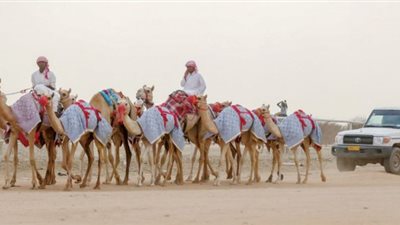 تمديد الفعاليات المصاحبة لمهرجان ولي العهد للهجن حتى 15 محرم