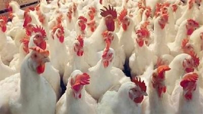 غرفة القاهرة تكشف سبب انخفاض أسعار الدواجن