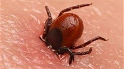 بعد انتشار حشرات مصاصة للدماء.. ما لا تعرفه عن 