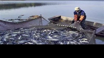 شيخ الصيادين: الثروة السمكية تعاني من نقص المياه