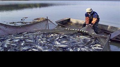 الثروة السمكية: بحيرة المنزلة تنتج ثلث إنتاج مصر من السمك 