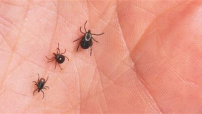 بعد انتشاره بشكل مخيف.. كيف تتأكد من وجود القراد بمنزلك وطرق الوقاية
