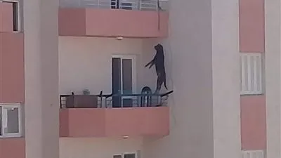 كلب الغردقة يثير غضب الأهالي.. والأوقاف توضح حكم الدين 