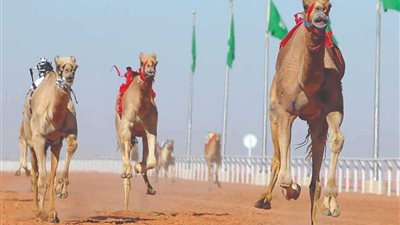 هجن الأمير تركي بن محمد تسجل حضورا مميزا في أول انطلاق