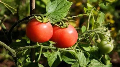 قفزة كبيرة في اسعار الطماطم بالأسواق اليوم الأحد