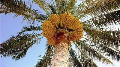 مذكرة تفاهم لتصدير البلح المصري إلى الصين