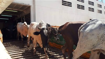 وصول 1500 رأس عجل حية لميناء سفاجا قادمة من السودان (صور) 