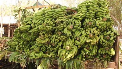 الصومال تدعو المصريين لإستيراد الموز.. 