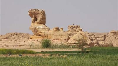 صخرة الجمل الراكد يزين صحراء الوادي الجديد