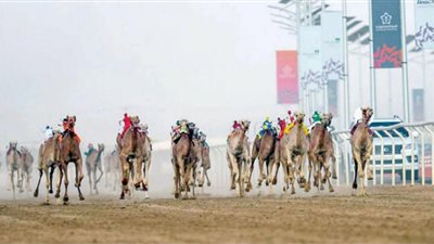 مهرجان ولي العهد للهجن الثاني يختتم فعالياته.. السبت المقبل