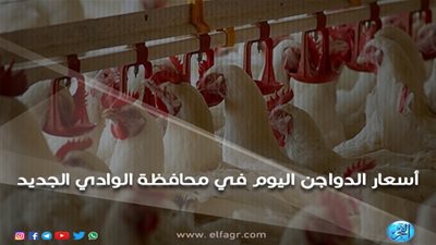 أسعار الدواجن بمحافظة الوادي الجديد اليوم السبت 14 /9/2019