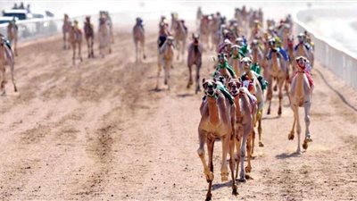 غدا.. تنظيم أشواط الحفل الختامي لمهرجان ولي العهد للهجن