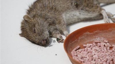 ربة منزل تحرر محضرا لزوجها بسوهاج لوضع سم فئران لها في الطعام