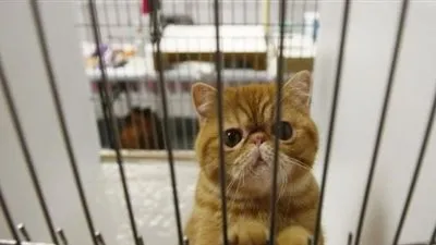 رجل صيني ينهار بعد وفاة قطته ويستنسخ آخر بـ 34000 دولار