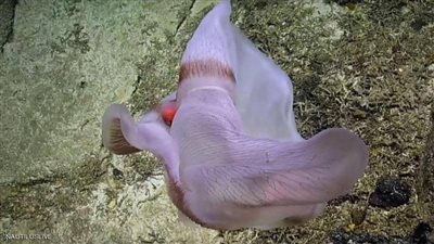 ظهور مخلوق غريب في أعماق المحيط.. والعلماء يكشفون سره