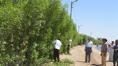 مجلس مدينة أبشواى يشن حملات نظافة داخل وخارج المدارس في يوم دراسي  (صور)