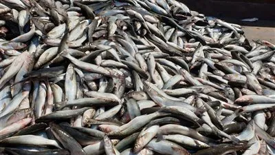 الغموض يحيط بـ