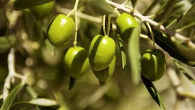 لمزارعي الزيتون.. أبرز التوصيات اللازمة في شهر سبتمبر للحصول على انتاجية عالية