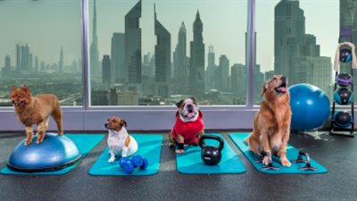 فندق الحيوانات الأليفة.. مشروع سهل بأرباح خيالية