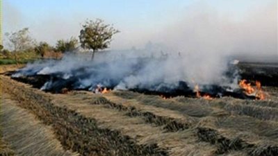 خلال موسم حصاد وحرق قش الأرز..  